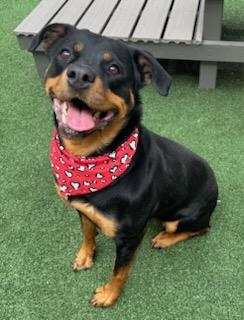 Enlarge Chloe, a Adoptable mixed breed in Lewisville, TX image 1/3