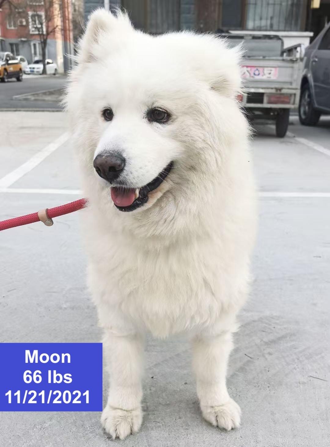 Moon, ADOPTABLE, Young Male Samoyed.