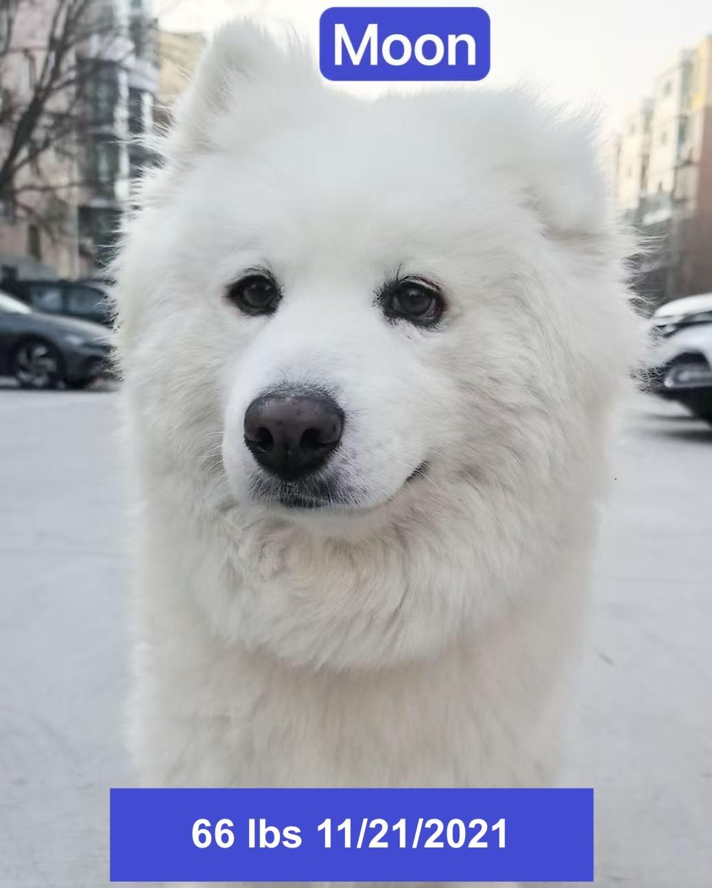 Enlarge Moon, a ADOPTABLE Samoyed in West Hollywood, CA image 4/6