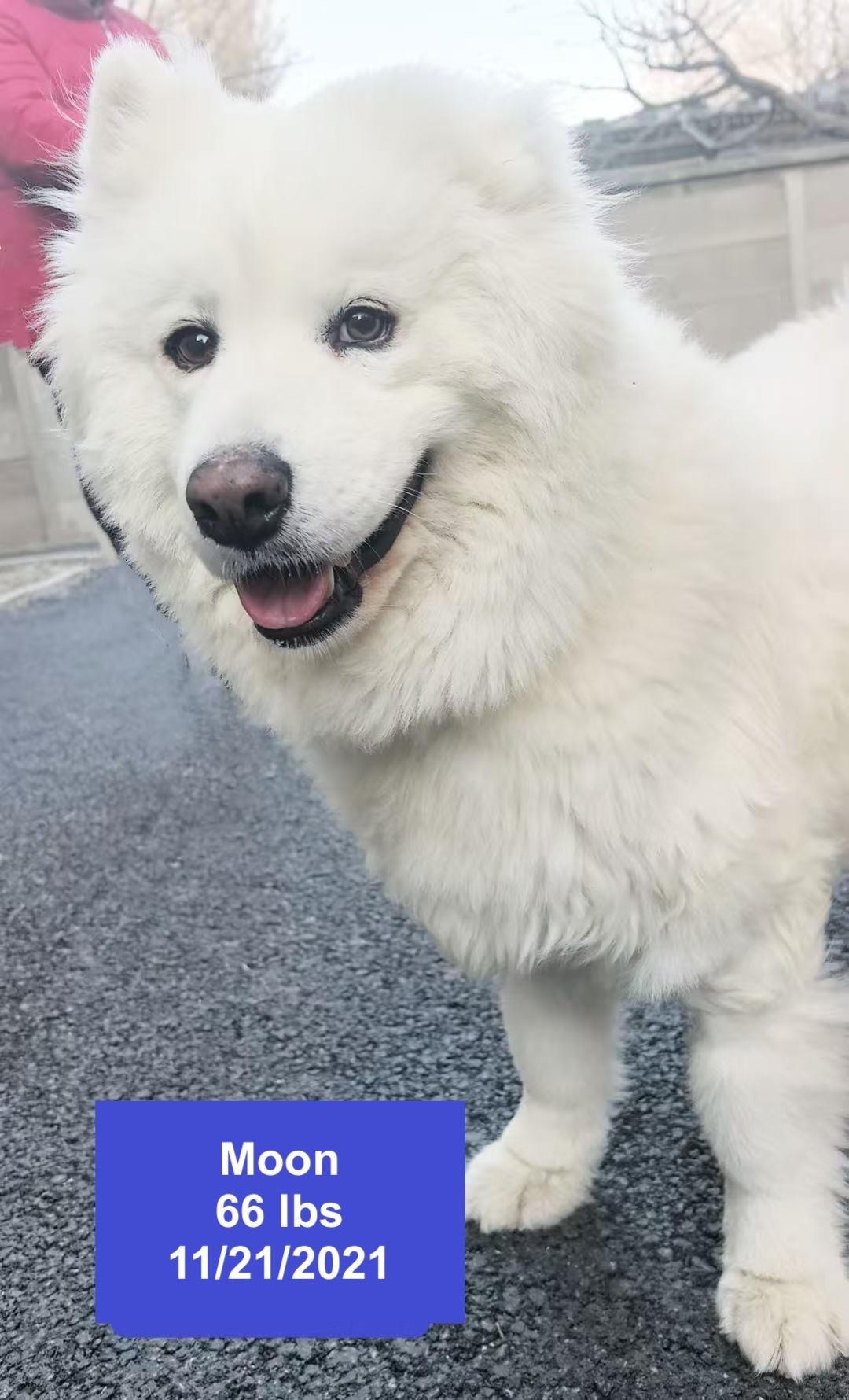 Enlarge Moon, a ADOPTABLE Samoyed in West Hollywood, CA image 5/6