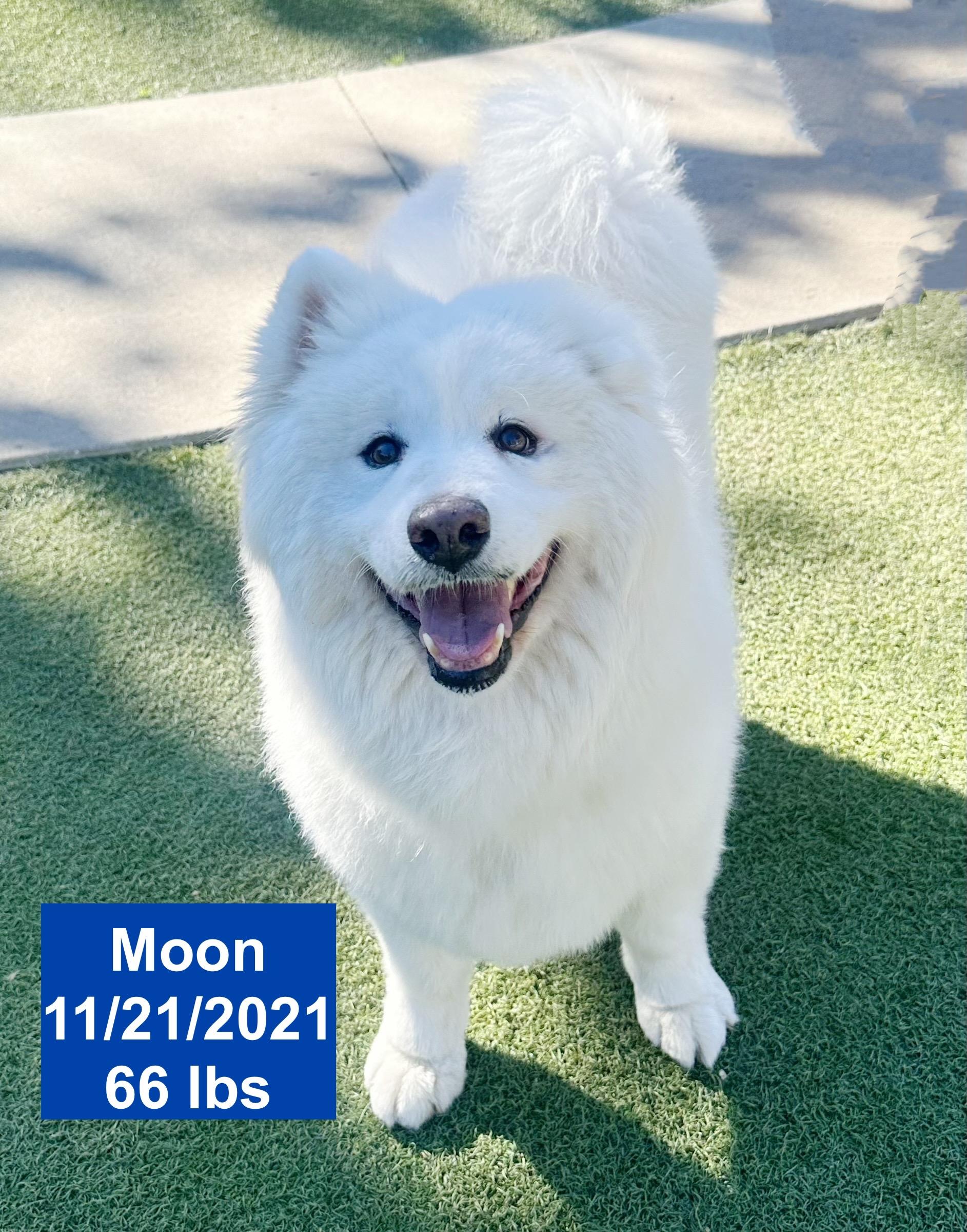 Moon, a ADOPTABLE Samoyed in West Hollywood, CA image 5/6