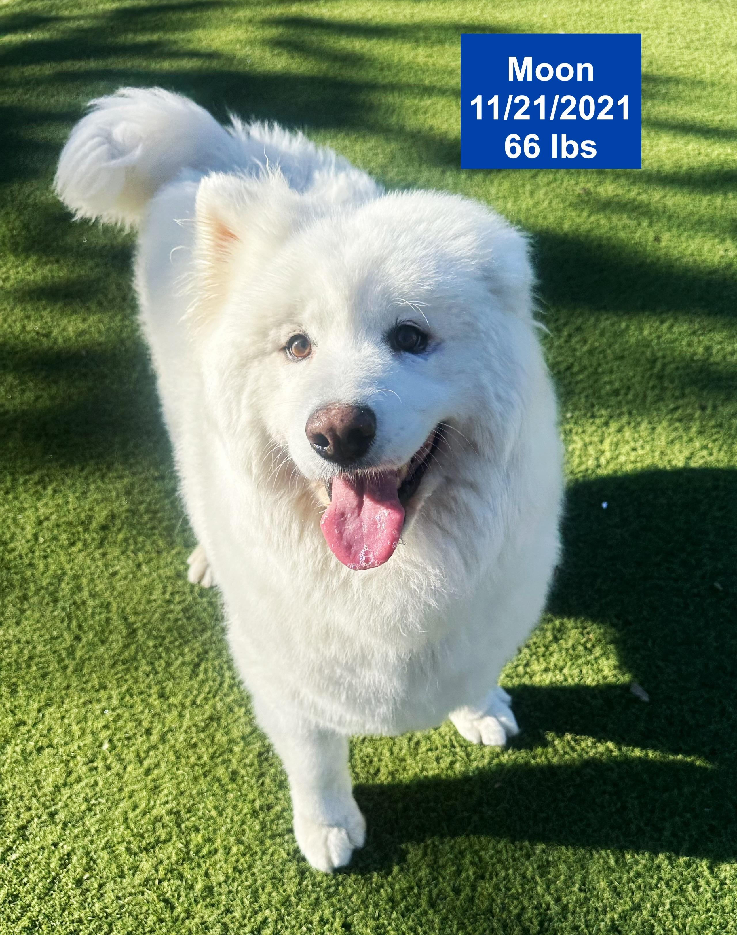 Moon, a ADOPTABLE Samoyed in West Hollywood, CA image 3/6