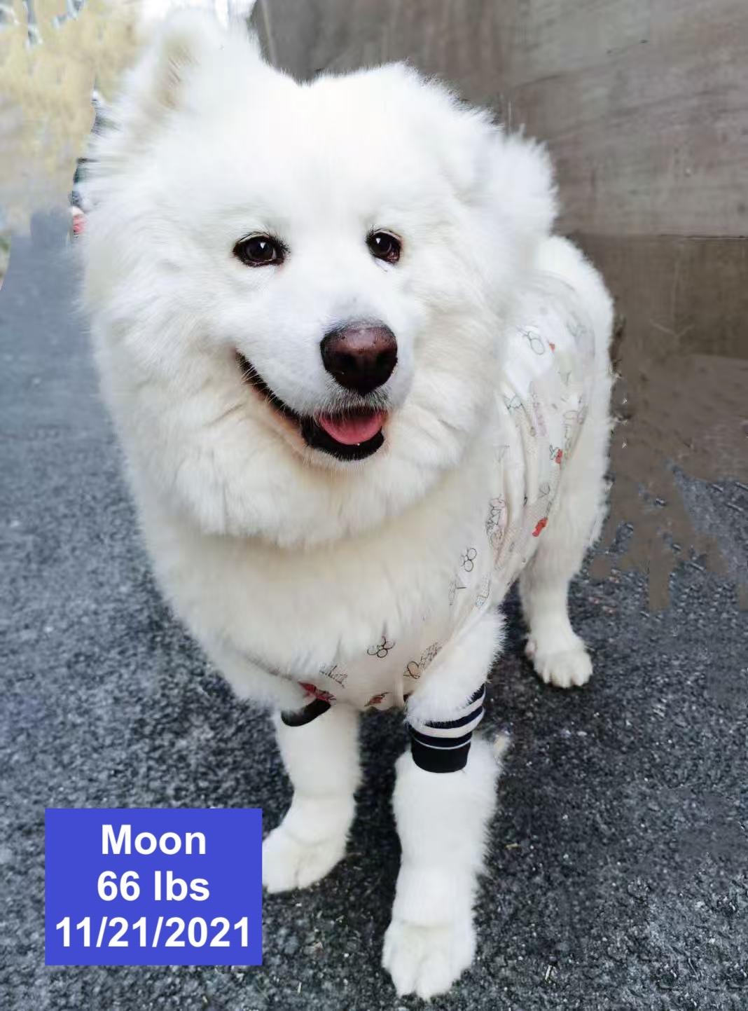 Moon, ADOPTABLE, Young Male Samoyed.