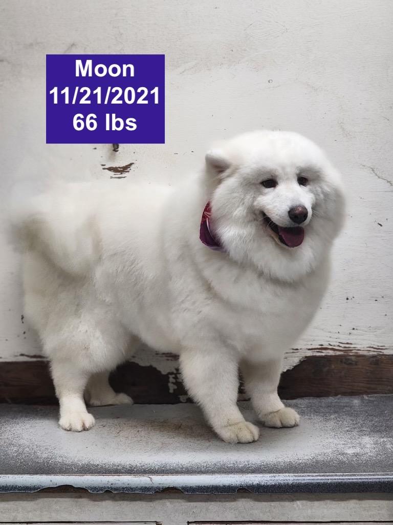 Enlarge Moon, a ADOPTABLE Samoyed in West Hollywood, CA image 6/6