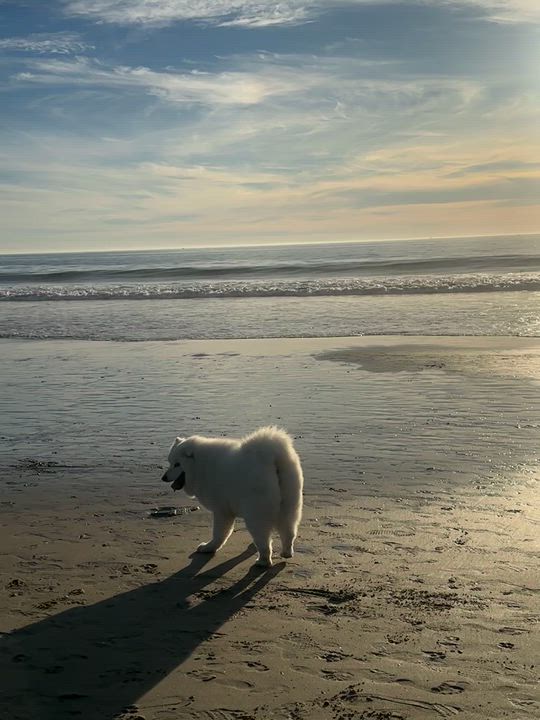 Enlarge Moon, a ADOPTABLE Samoyed in West Hollywood, CA video 6/6