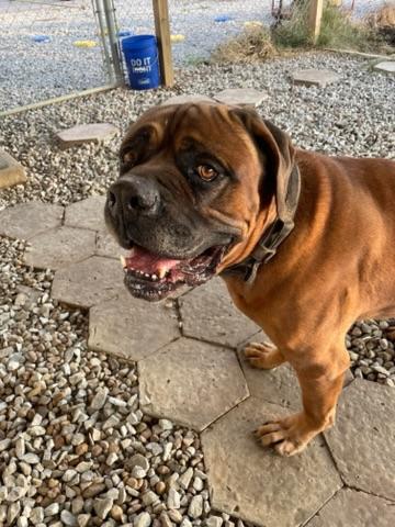 Monte, Adopted, Adult Male Cane Corso.