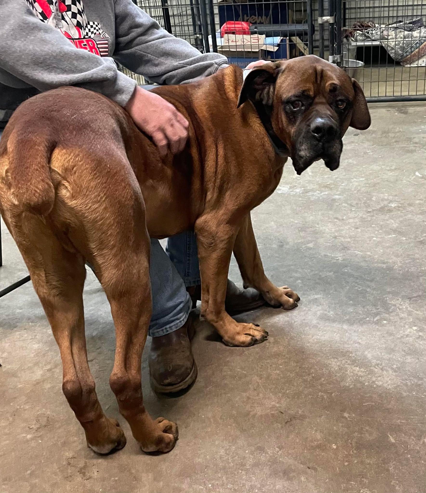 Enlarge Monte, a Adopted Cane Corso in Hopkinsville, KY image 4/4