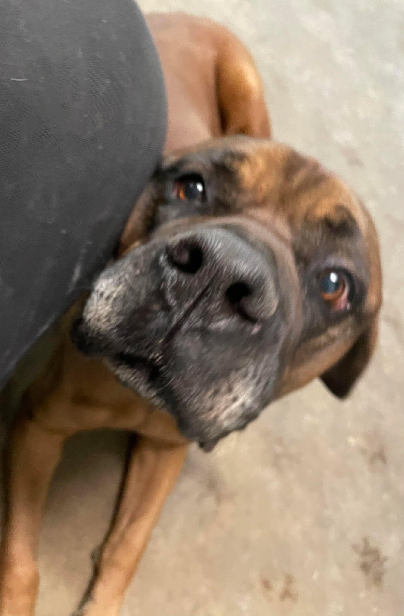 Enlarge Monte, a Adopted Cane Corso in Hopkinsville, KY image 3/4