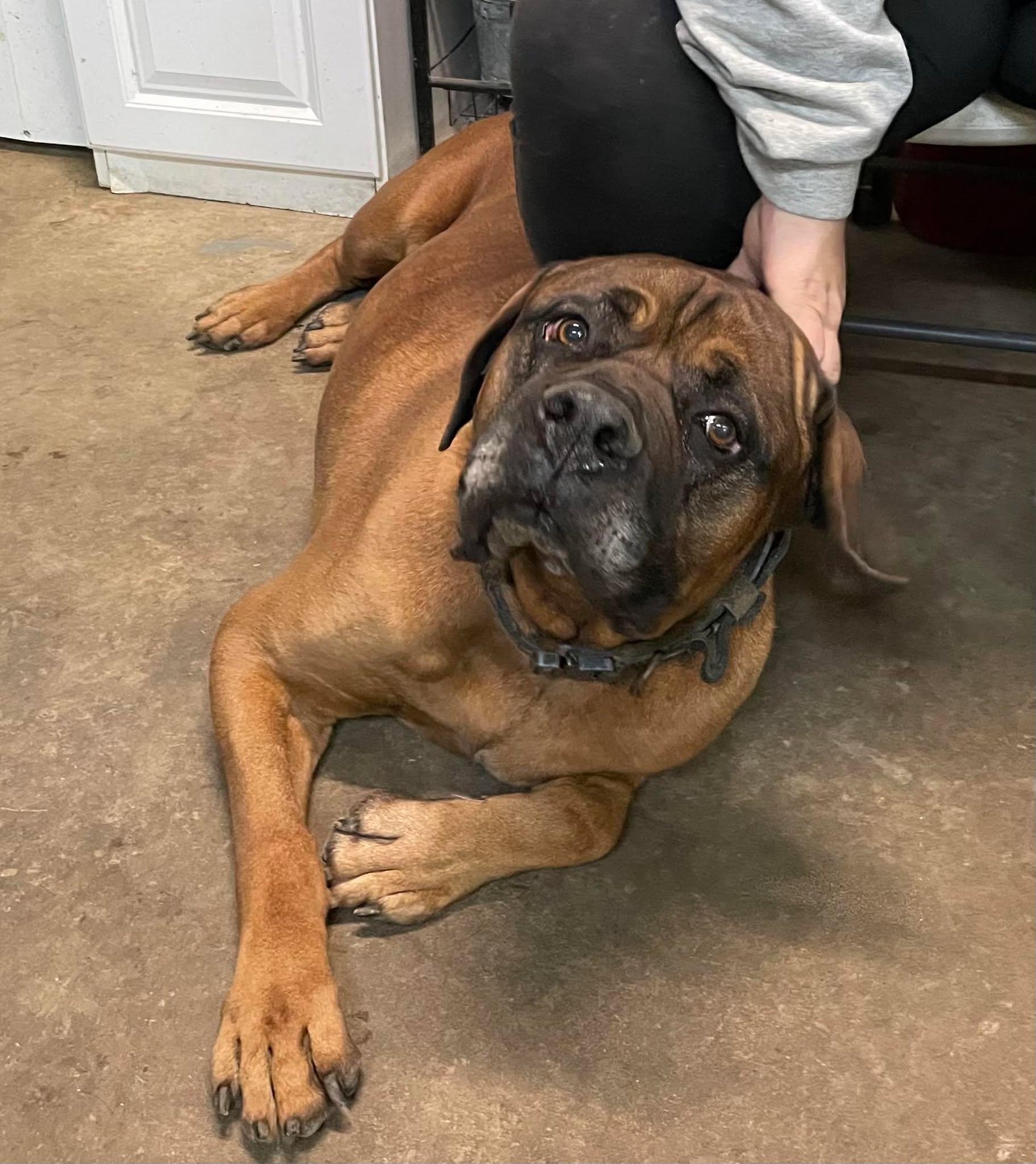 Enlarge Monte, a Adopted Cane Corso in Hopkinsville, KY image 2/4