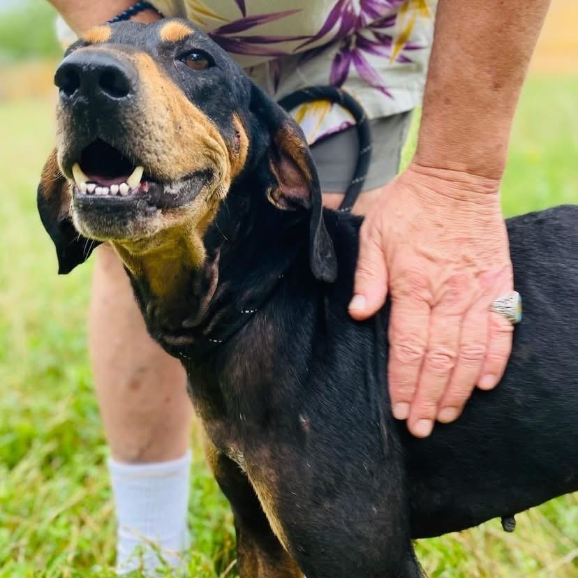 Horton PC, Young Male Coonhound