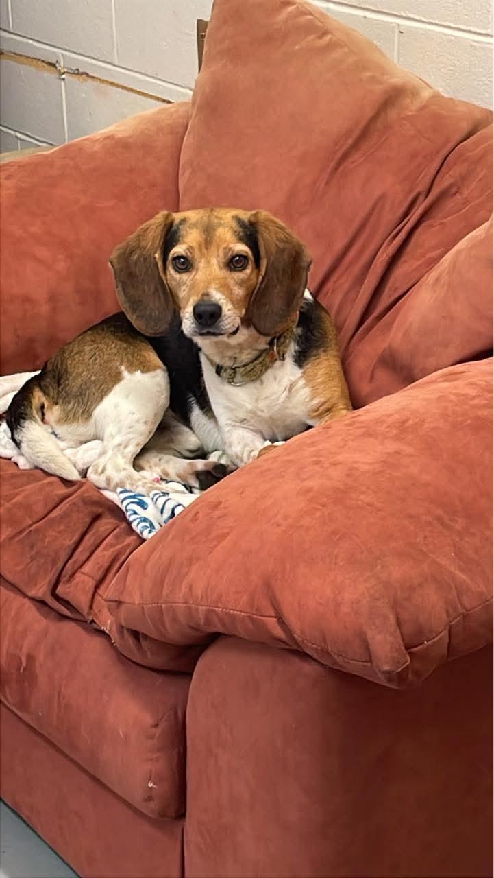 Chip, Adult Male Beagle