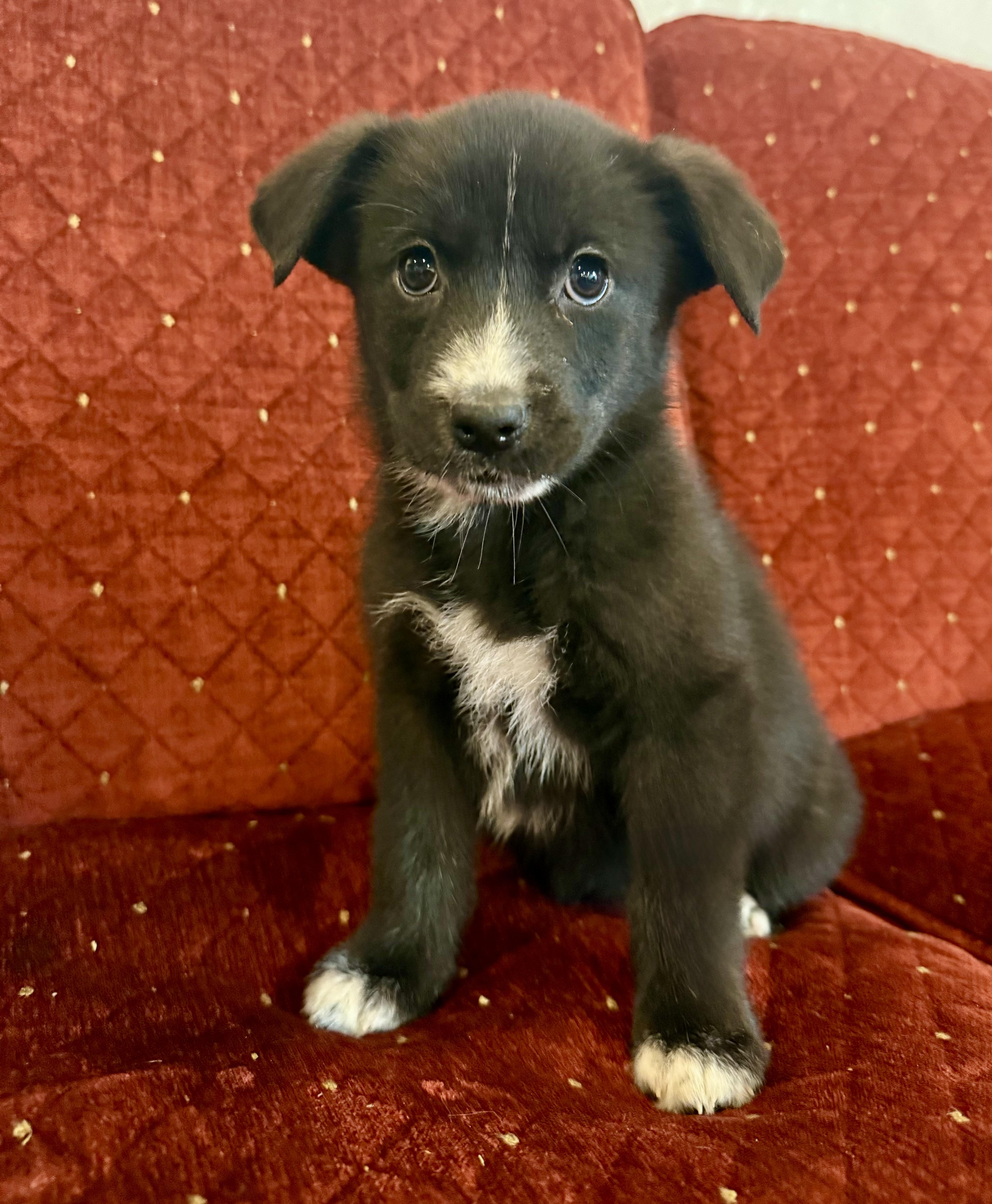 Jazzy, an adoptable mixed breed in Hales corners, WI image 1/4