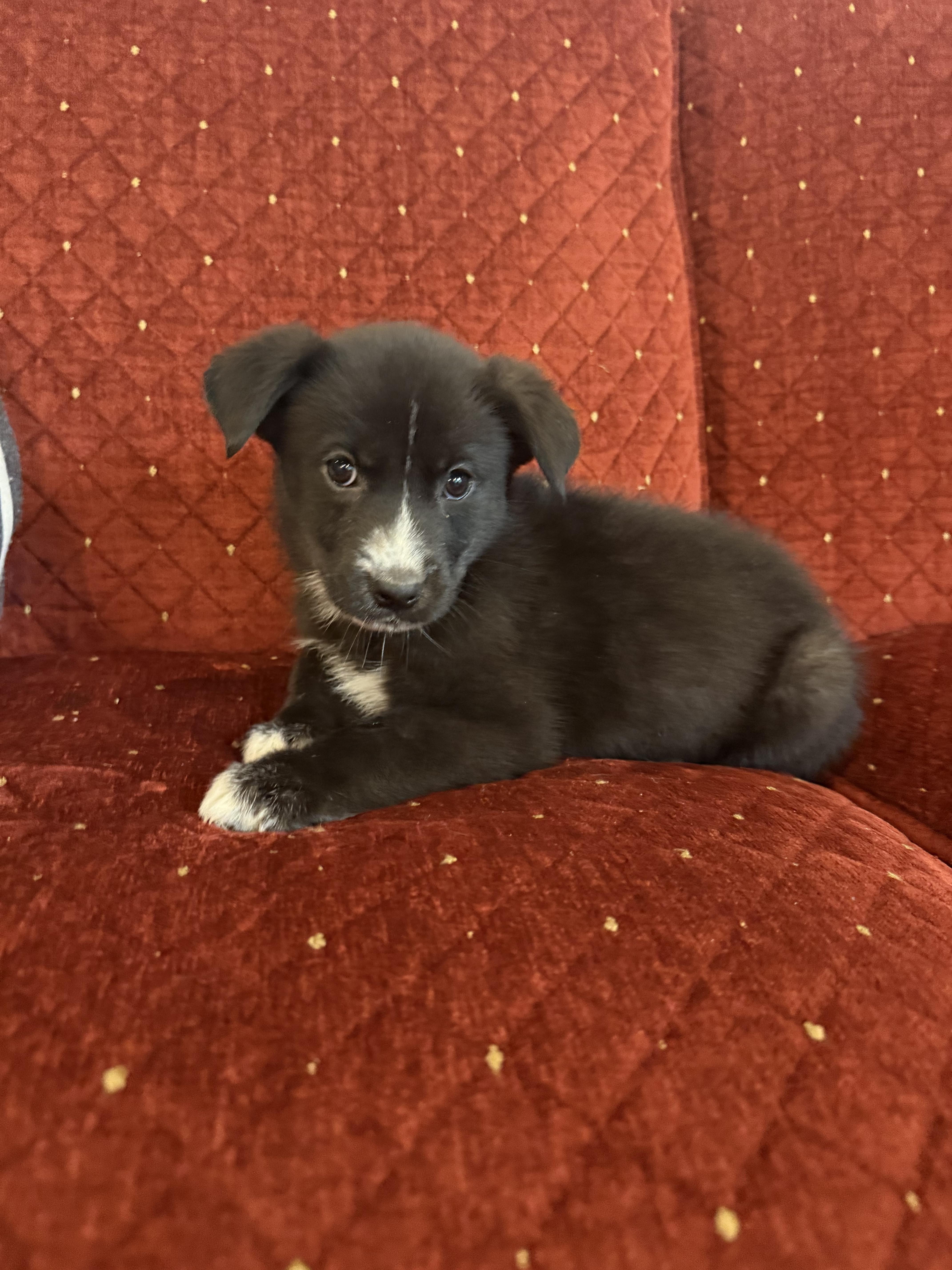 Jazzy, an adoptable mixed breed in Hales corners, WI image 3/4