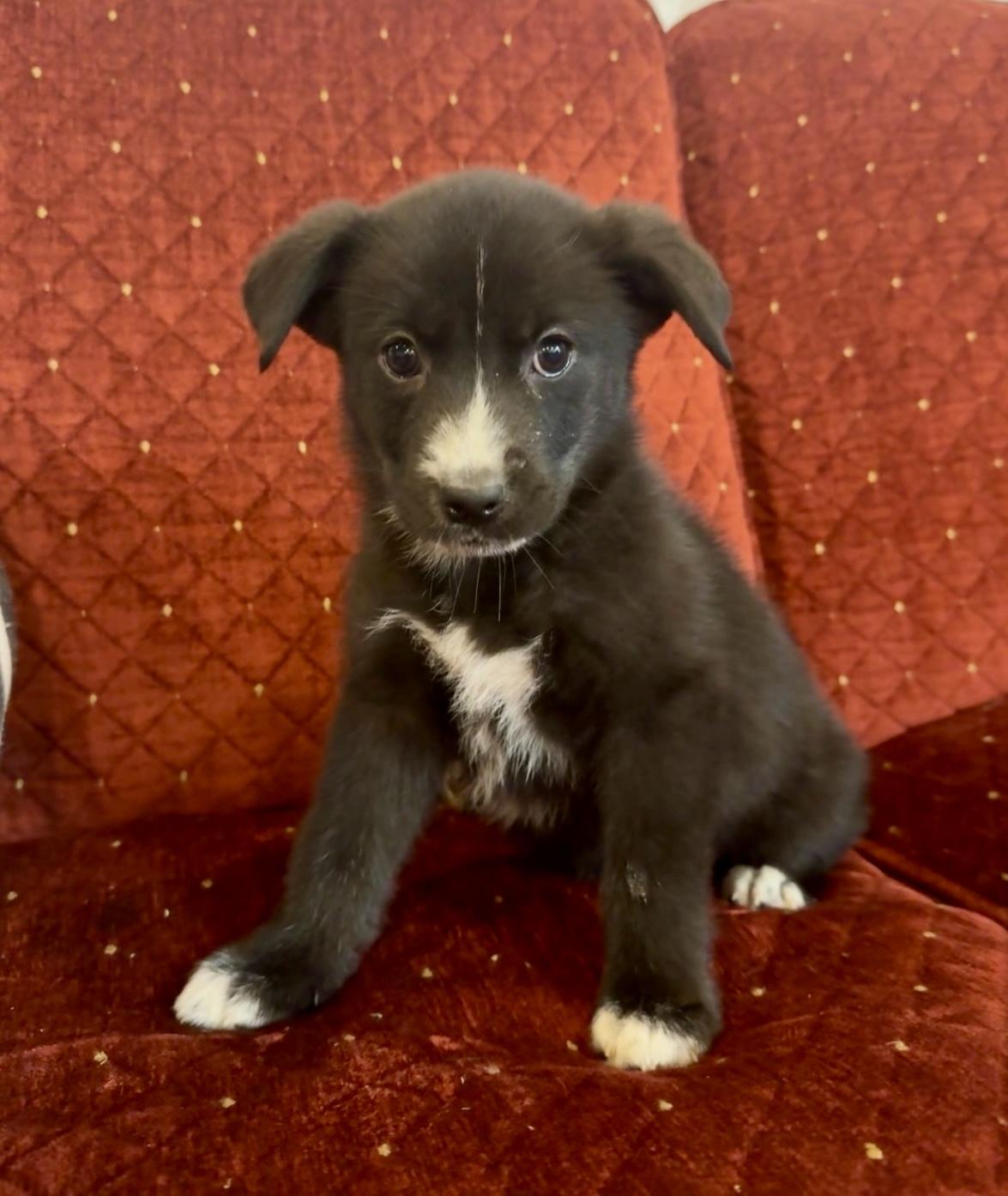 Jazzy, an adoptable mixed breed in Hales corners, WI image 4/4