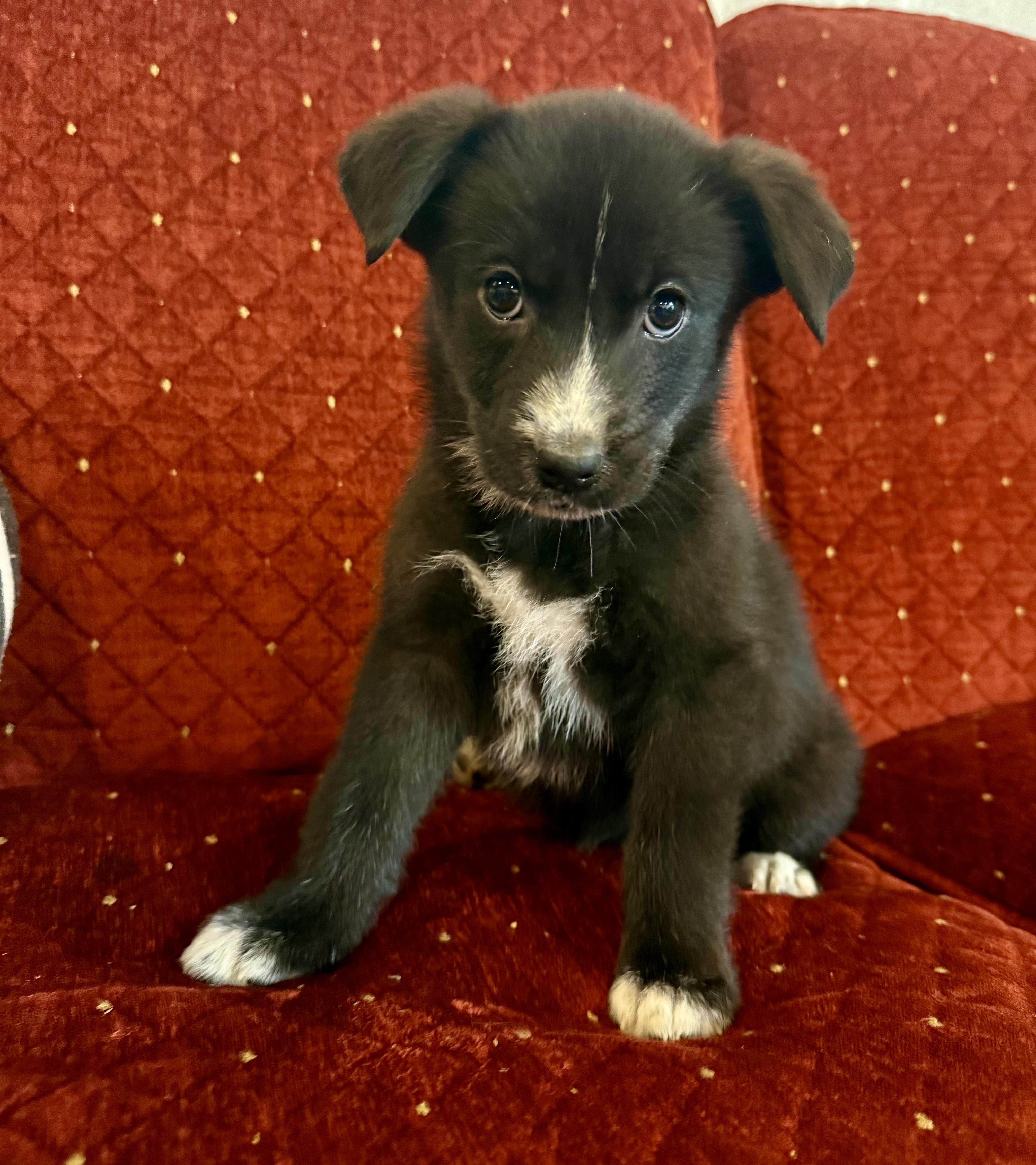 Jazzy, an adoptable mixed breed in Hales corners, WI image 2/4