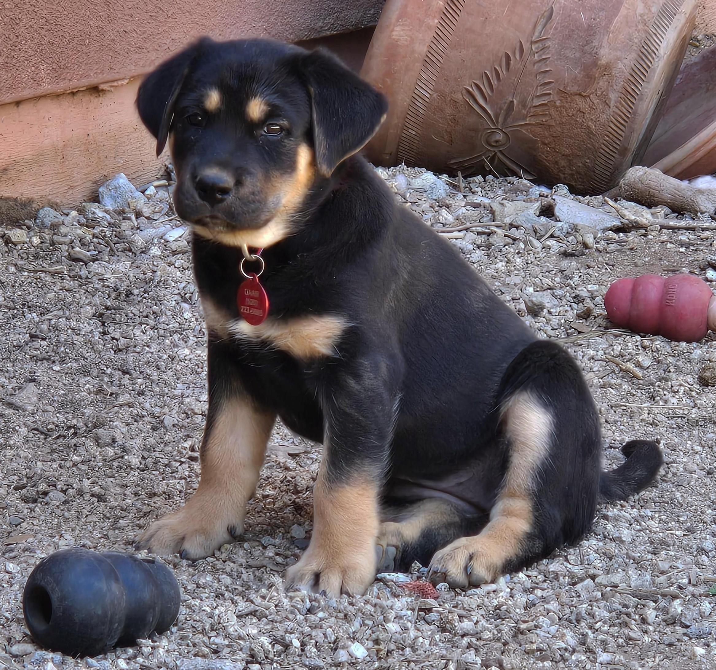 Anika, Adoptable, Puppy Female Golden Retriever & Australian Shepherd.