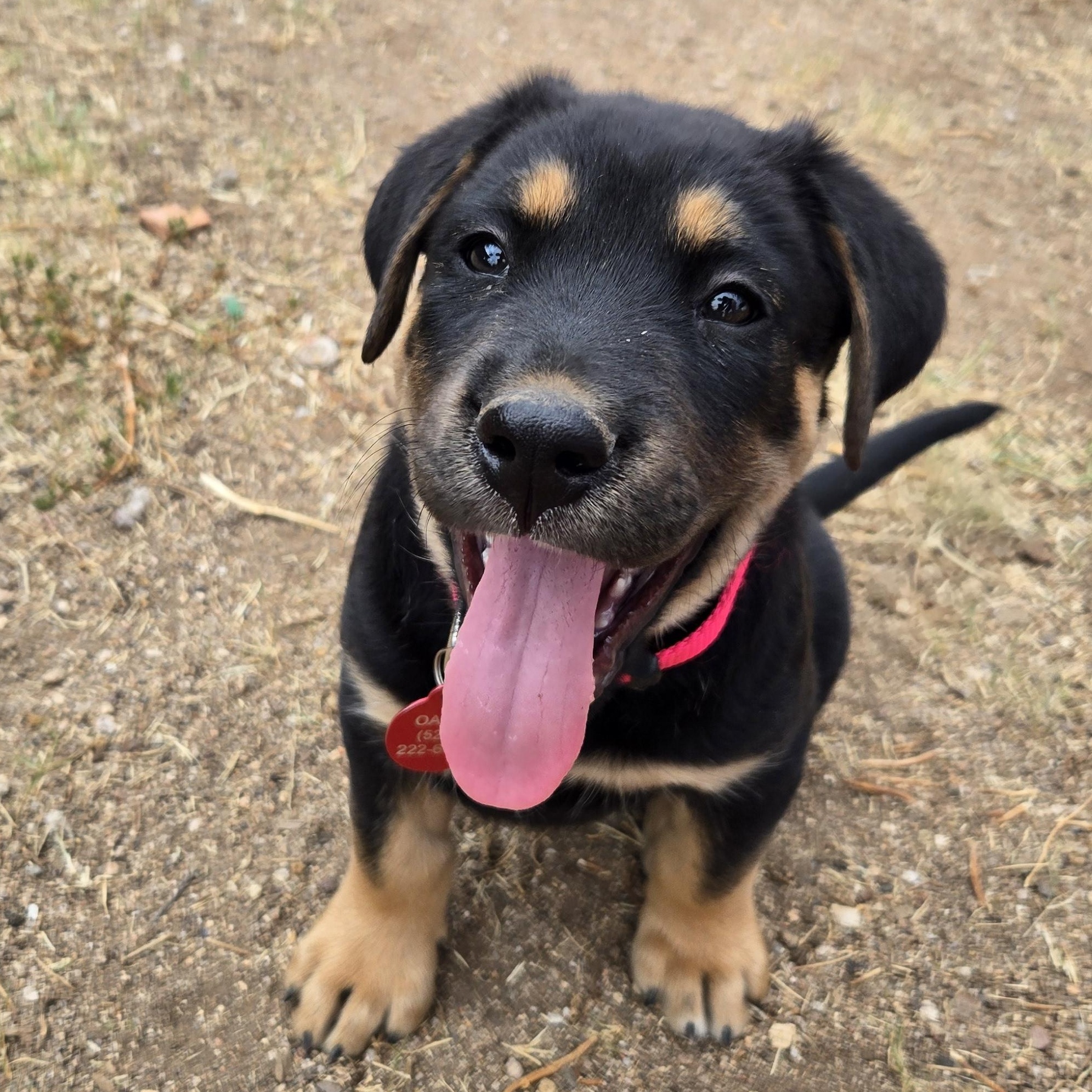 Enlarge Anika, a Adoptable mixed breed in Oracle, AZ image 3/4