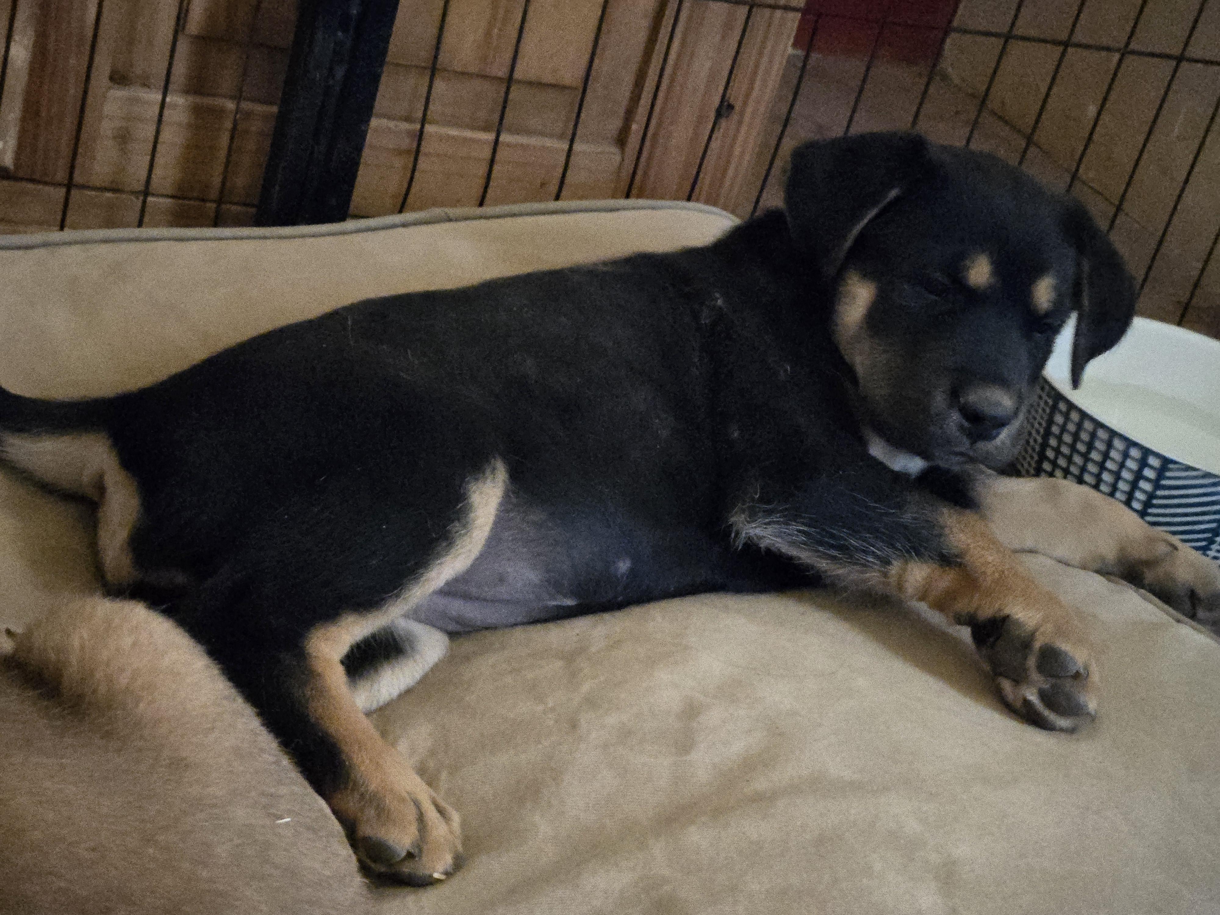 Enlarge Anika, a Adoptable mixed breed in Oracle, AZ image 2/4