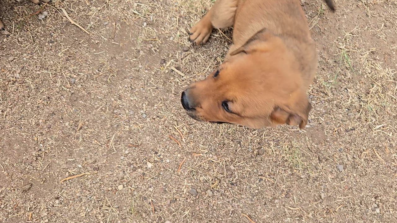 Enlarge Anika, a Adoptable mixed breed in Oracle, AZ video 4/4