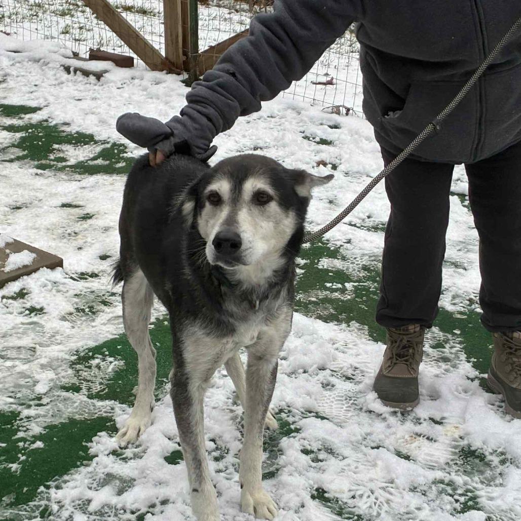 Enlarge Wolfie, a Adoptable Husky in Tunkhannock, PA image 1/1