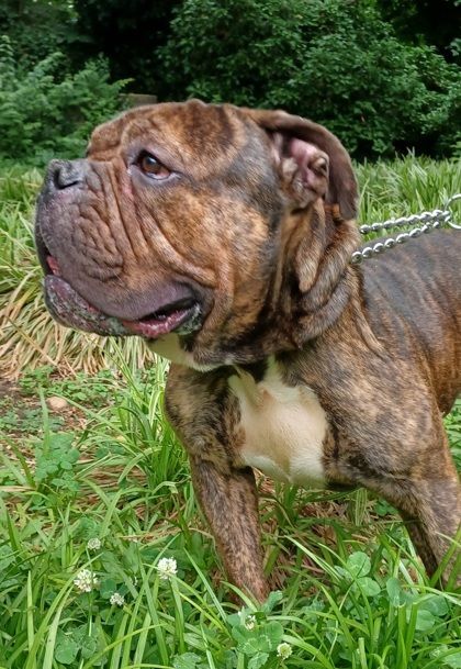Enlarge Levi, a Adoptable mixed breed in Annapolis, MD image 3/6