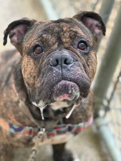 Enlarge Levi, a Adoptable mixed breed in Annapolis, MD image 6/6