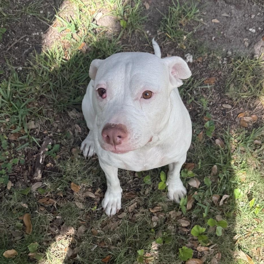 Enlarge Riley, a ADOPTABLE Pit Bull Terrier in Boca Raton, FL image 3/4