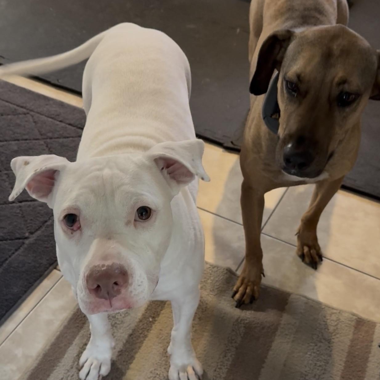 Enlarge Riley, a ADOPTABLE Pit Bull Terrier in Boca Raton, FL image 2/4
