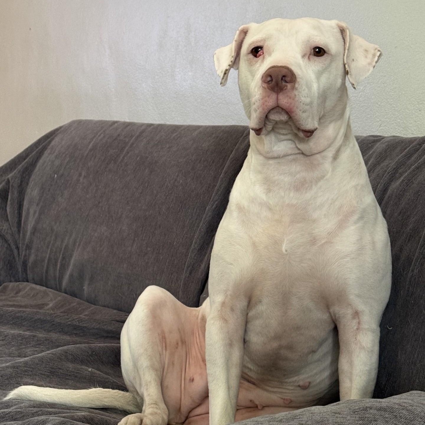 Enlarge Riley, a ADOPTABLE Pit Bull Terrier in Boca Raton, FL image 1/4