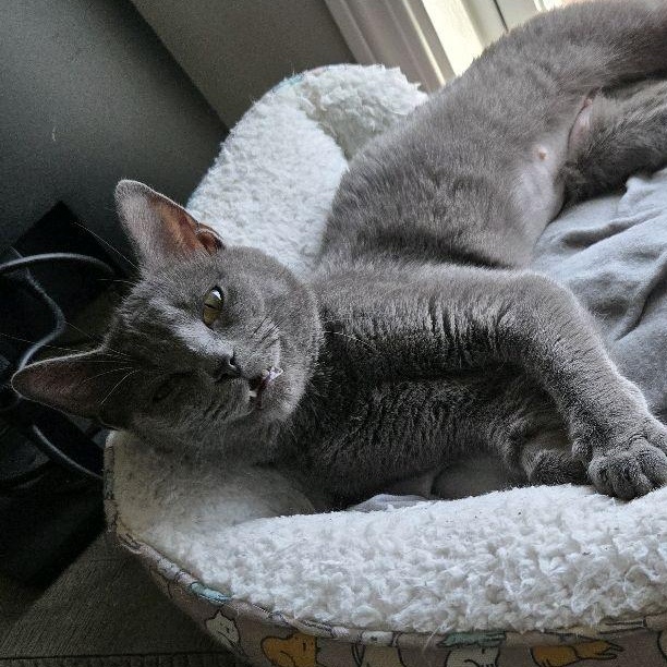 Enlarge Bella, a ADOPTABLE Domestic Short Hair in Murfreesboro, TN image 4/4