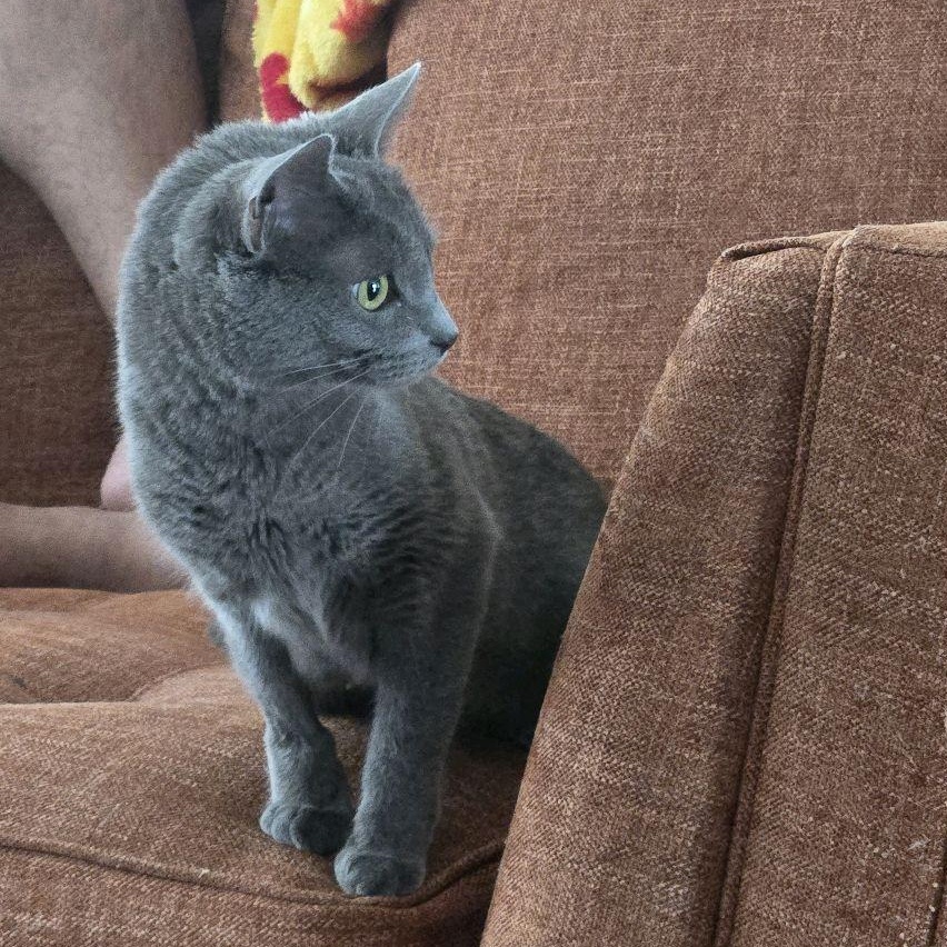 Enlarge Bella, a ADOPTABLE Domestic Short Hair in Murfreesboro, TN image 1/4