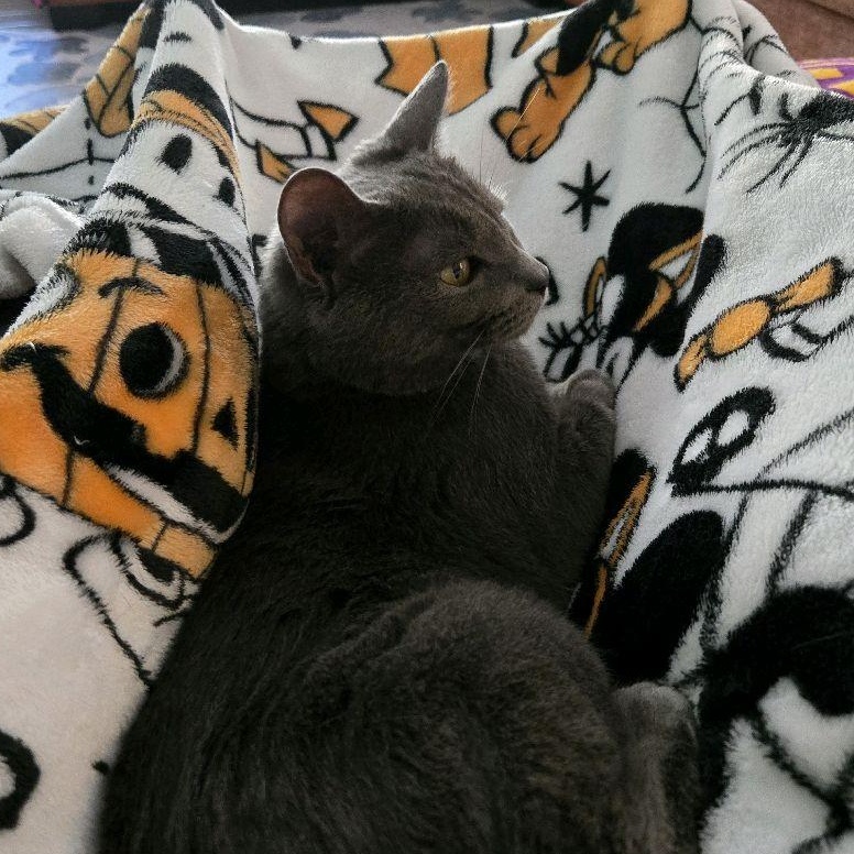 Enlarge Bella, a ADOPTABLE Domestic Short Hair in Murfreesboro, TN image 3/4