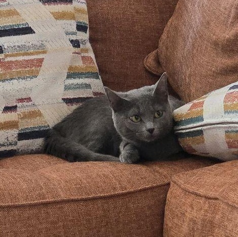 Enlarge Bella, a ADOPTABLE Domestic Short Hair in Murfreesboro, TN image 2/4