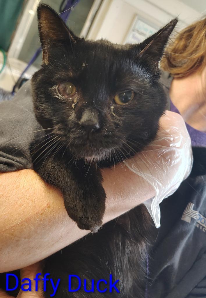 Daffy Duck, Adoptable, Young Male Domestic Short Hair.