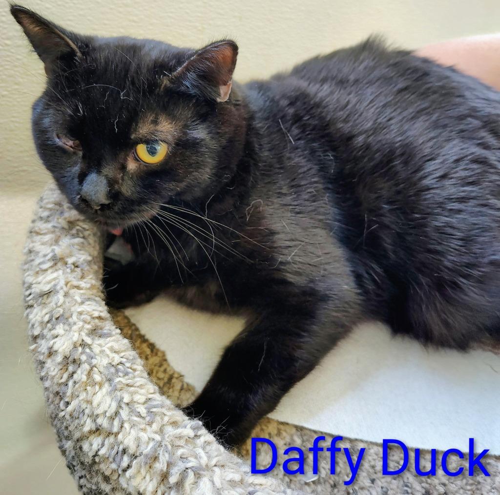 Enlarge Daffy Duck, a Adoptable mixed breed in Mena, AR image 2/3