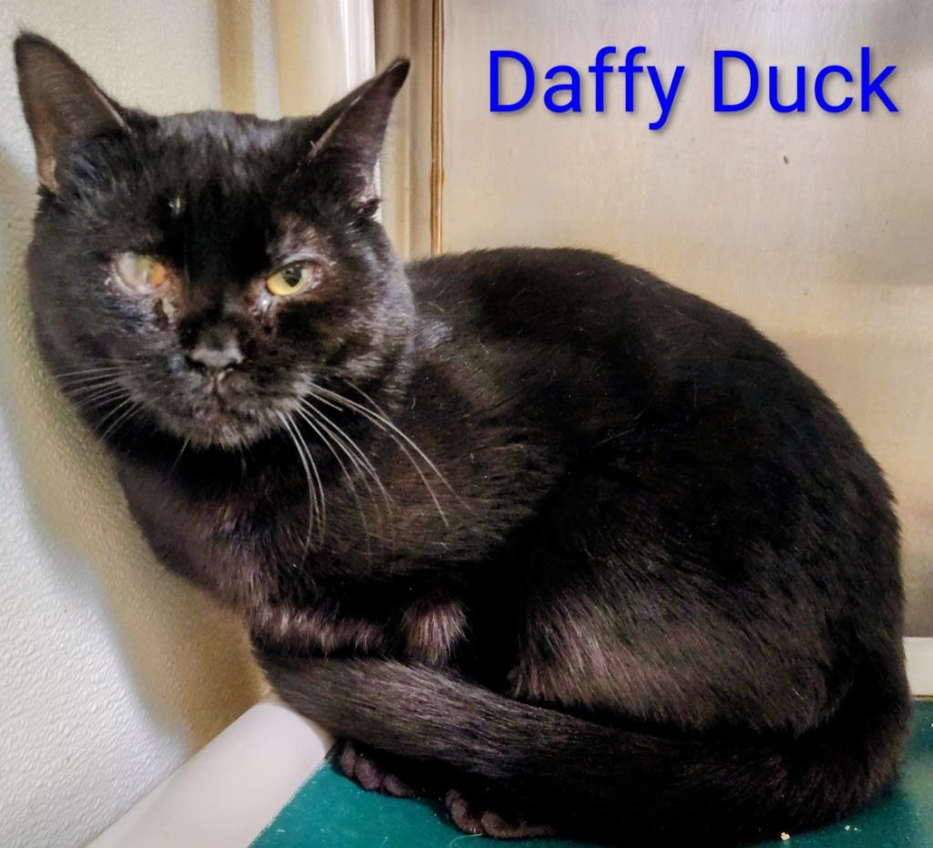 Enlarge Daffy Duck, a Adoptable mixed breed in Mena, AR image 2/2