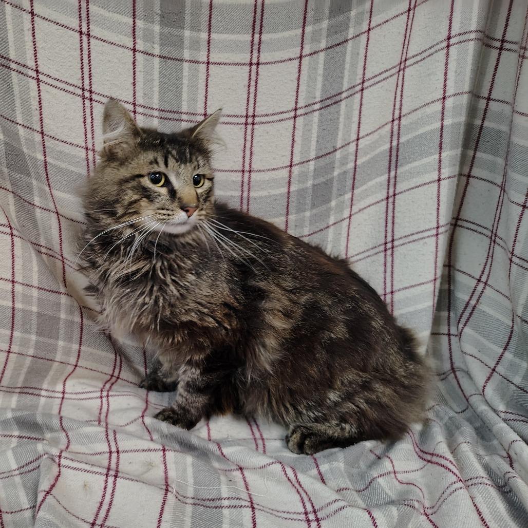 Aslan, Adoptable, Adult Male Domestic Long Hair.