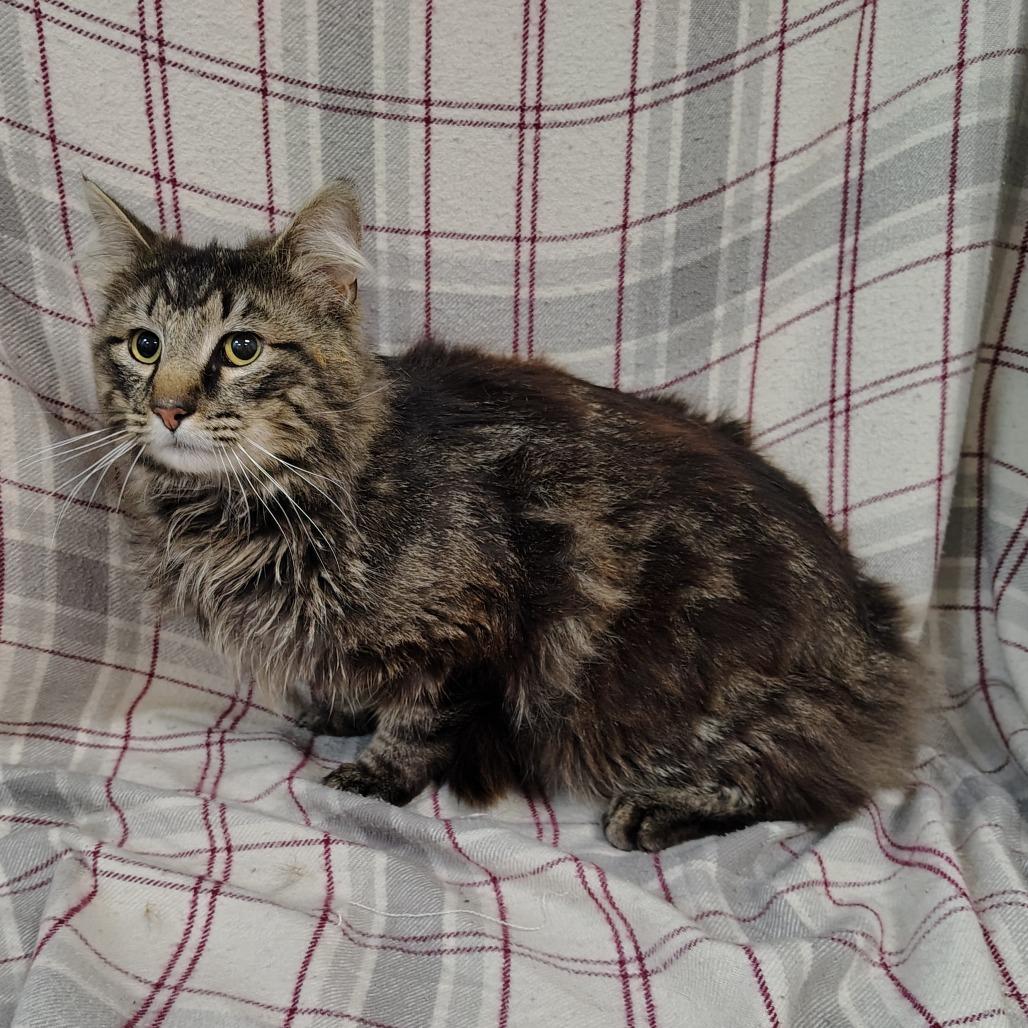 Enlarge Aslan, a Adoptable Domestic Long Hair in Coos Bay, OR image 2/2