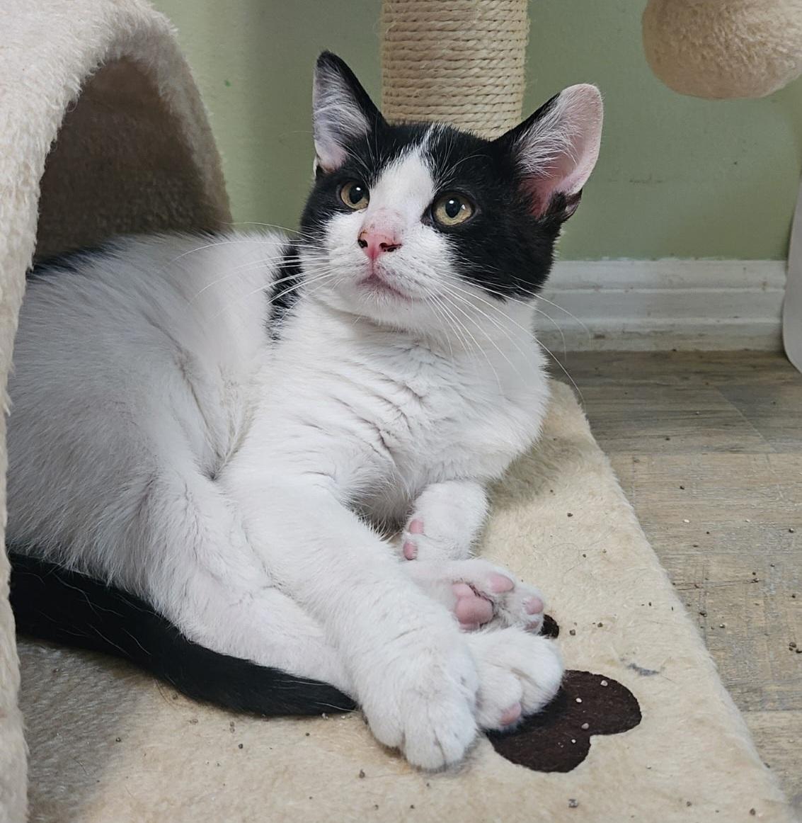 Enlarge Panda, a Adoptable Tuxedo in Mentor, OH image 1/3