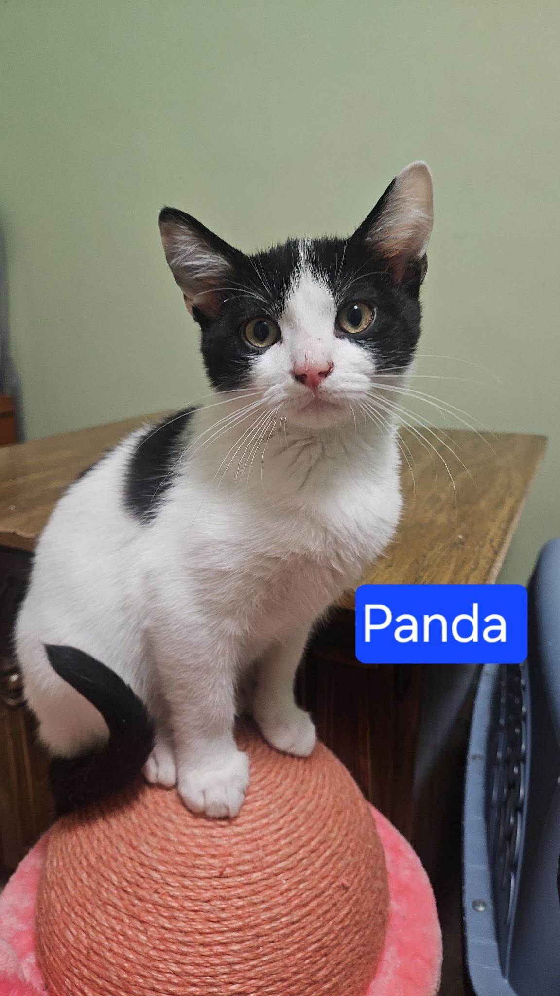 Enlarge Panda, a Adoptable Tuxedo in Mentor, OH image 2/3
