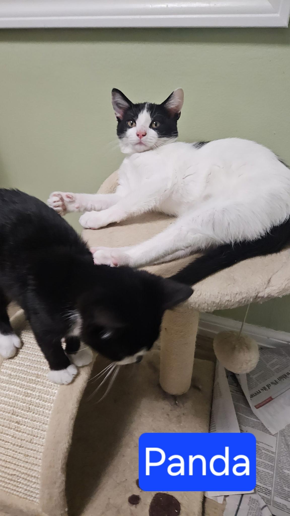Enlarge Panda, a Adoptable Tuxedo in Mentor, OH image 3/3