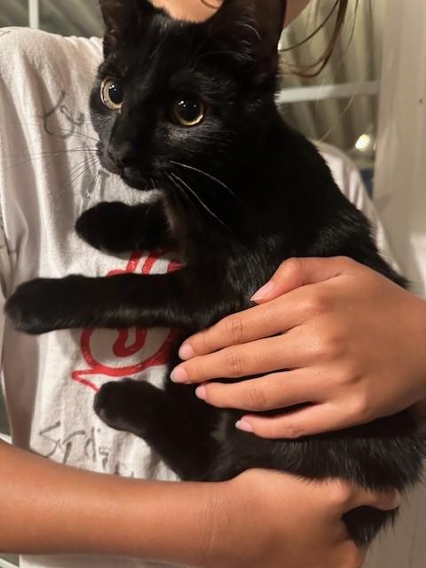 Rumi, Adoptable, Kitten Female Domestic Short Hair.