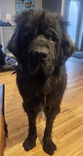 Newf#2 2025, a Adopted Newfoundland Dog in Indianapolis, IN image 1/2
