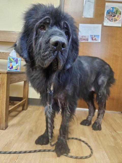Newf#2 2025, a Adopted Newfoundland Dog in Indianapolis, IN image 2/2
