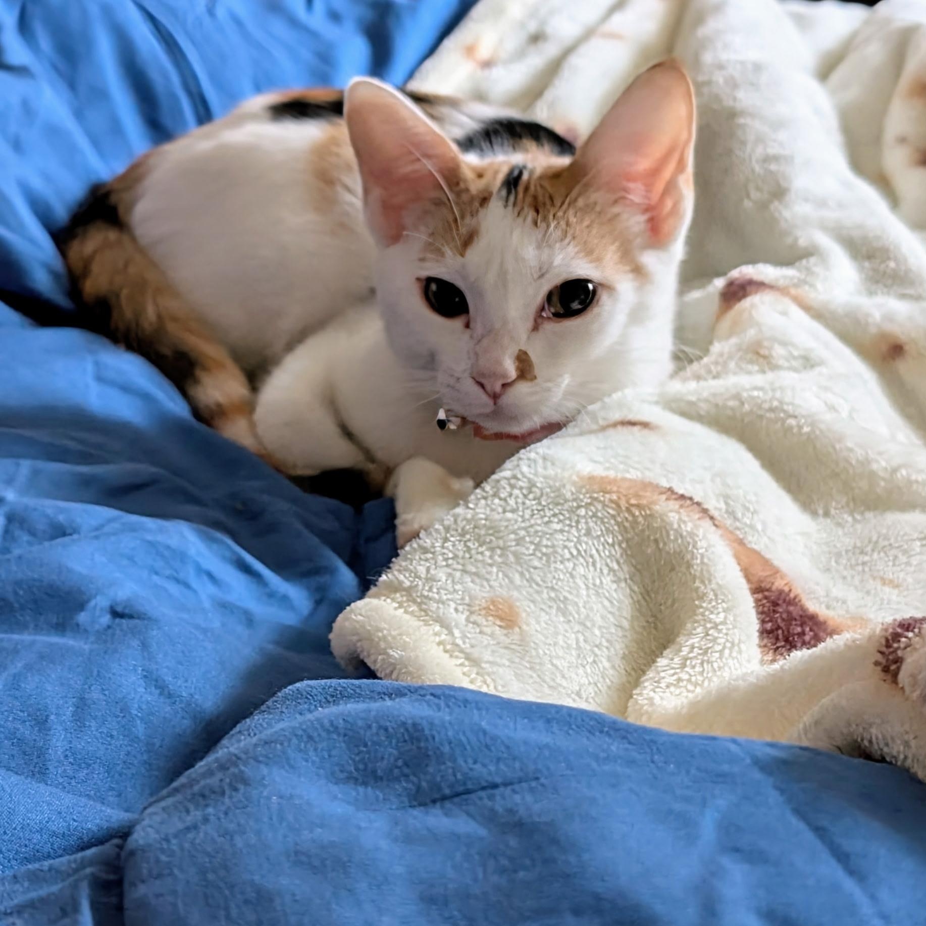 Peaches And Pebbles thumbnail 2