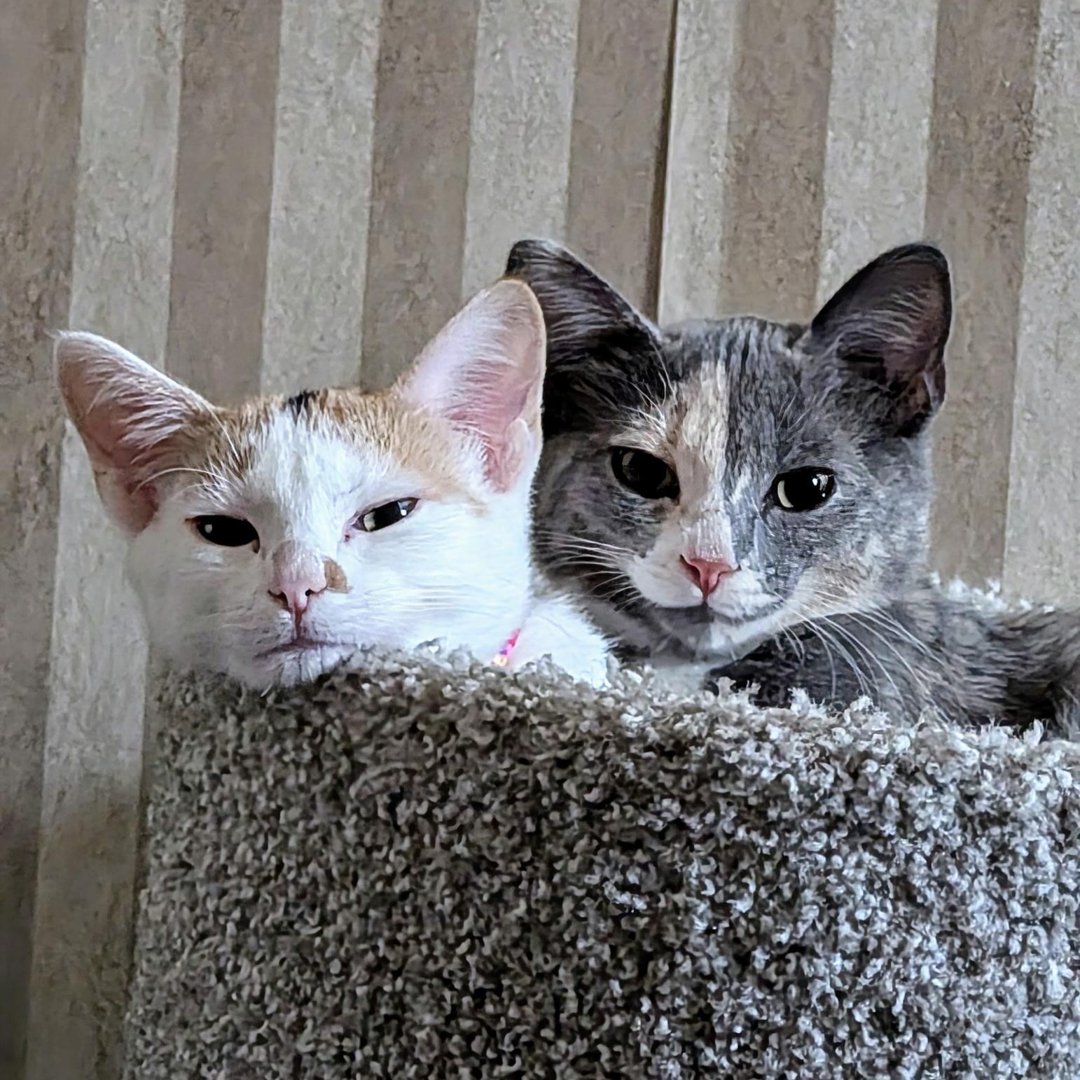 Peaches And Pebbles thumbnail 4