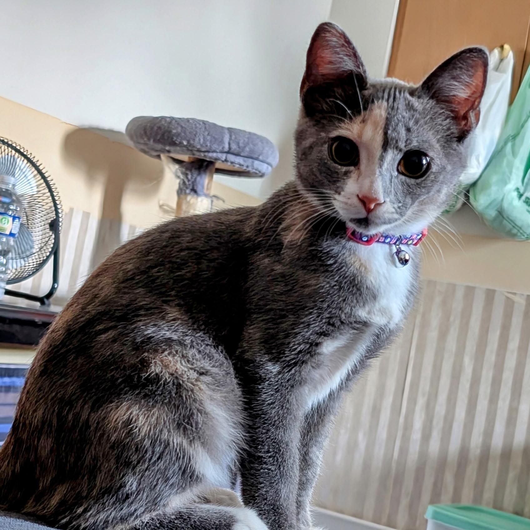 Peaches And Pebbles thumbnail 5