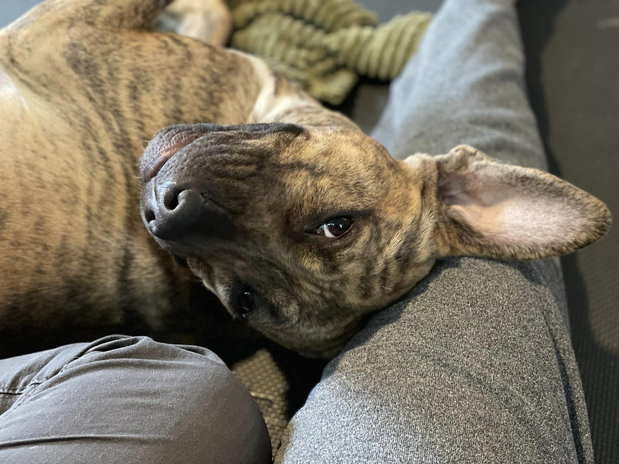 Meet Harper - Queen of Happiness Snuggles and Second Chances Hi Im Harper the happiest sweete