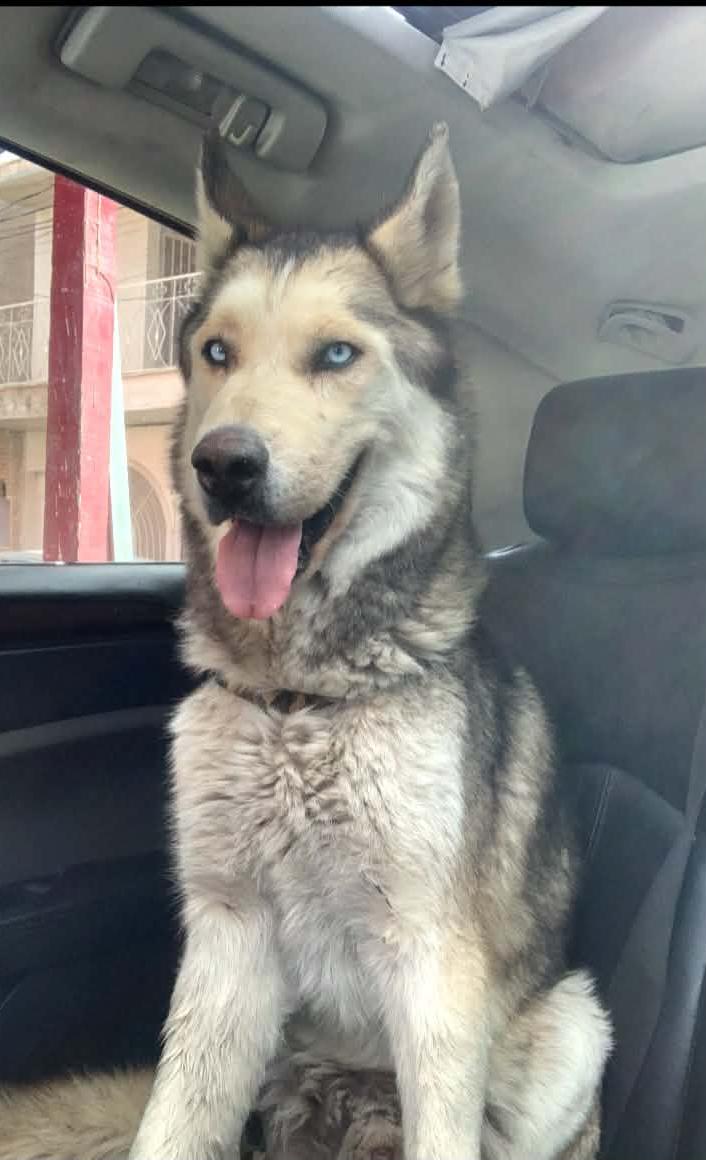 Enlarge Atlas, a Adoptable mixed breed in Nashua, NH image 4/6