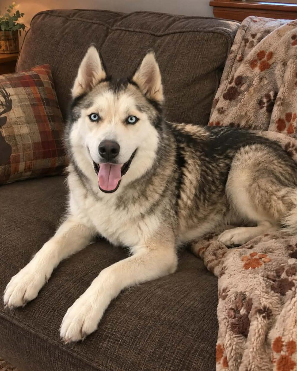 Atlas, Adoptable, Young Male Husky & Siberian Husky.
